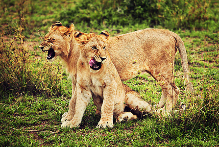 小狮子幼崽玩游戏 坦桑尼亚 非洲捕食者狮子毛皮男性荒野小猫乐趣幼兽动物行动图片