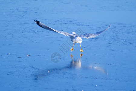 飞行中海鸥鸟类动物滨鸟热带海鸟航班翼展翅膀晴天大道图片