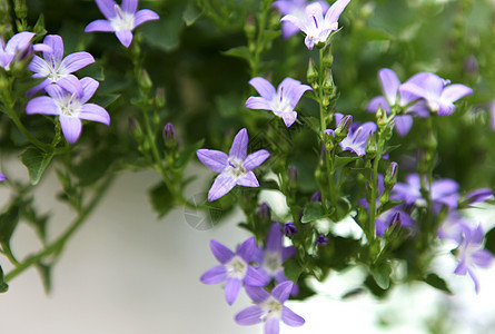 花朵念日庆典墙纸玫瑰花束花瓣百合气味植物群展示图片