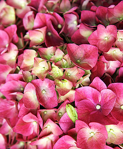 花朵花园植物群纹理生长花束玫瑰礼物香味香气婚姻图片