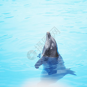 海豚秀生物蓝色哺乳动物瓶子力量水池野生动物水族馆朋友娱乐图片