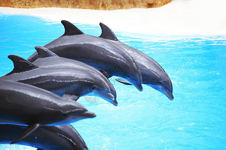 海豚秀游泳生活舞蹈娱乐享受生物游戏鼻子荒野脚蹼图片
