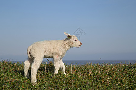 Texel 羔羊 - 1图片