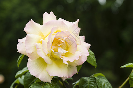 角质玫瑰花瓣园艺花园植物香味庆典美丽橙子宏观花束图片