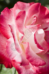 角质玫瑰美丽植物群庆典花瓣香味橙子宏观园艺花园花束图片