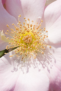 角质玫瑰雌蕊橙子美丽庆典宏观花束花园植物花瓣园艺图片