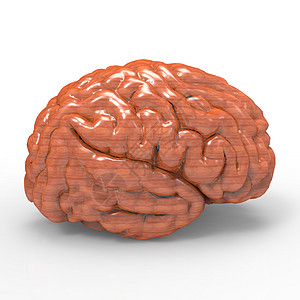 人类大脑3D模型 孤立丘脑科学插图髓质头脑半球智力小脑解剖学组织图片
