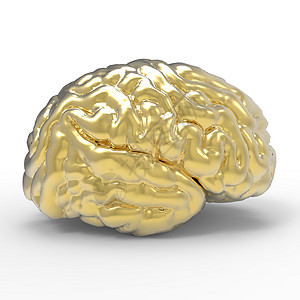 人类大脑3D模型 孤立功能小脑扁形神经科学皮层心理学心理丘脑图表图片