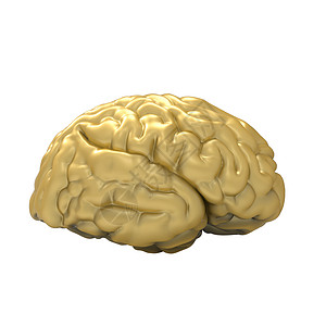 人类大脑3D模型 孤立小脑感应神经科学头脑半球心理学扁形心理解剖学图片