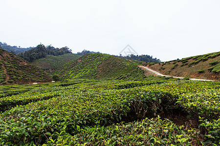 茶叶种植园波赫热带阳台生长环境植物农场农田天空栽培图片