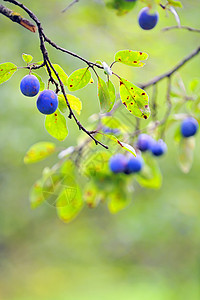 树上的李梅修剪果园团体李子花园植物食物营养收成小吃图片