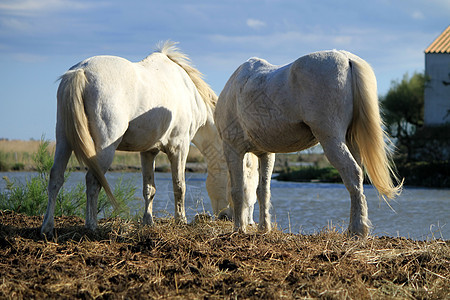 白马吃东西 法国卡马格蓝色哺乳动物荒野公园国家植被农场头发场地农田图片