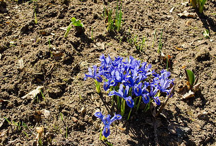 春矮矮矮人蓝花种植的花园土壤图片