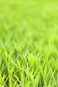 绿草树叶叶子季节草皮草地场地植物花园生长绿色植物背景图片