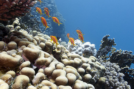 具有硬珊瑚和外来鱼类的珊瑚礁 热带海底有炭疽杆菌假期娱乐荒野浮潜潜水员水族馆海洋生物野生动物蓝色海洋图片