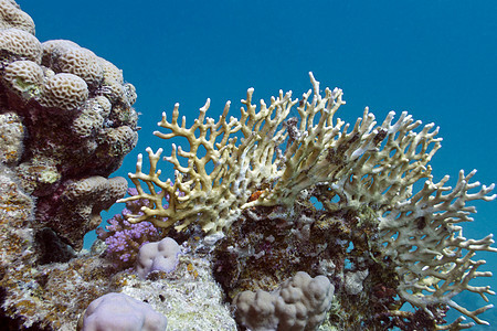 热带海底珊瑚礁与硬珊瑚和火珊瑚图片