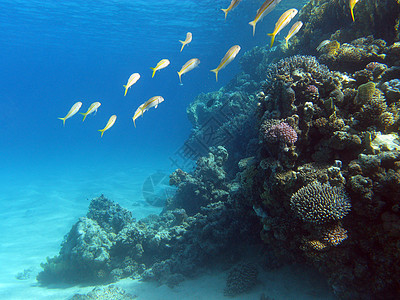 热带海洋底部有山羊鱼的浅滩珊瑚礁荒野潜水潜水员野生动物盐水运动蓝色动物海洋生物娱乐图片