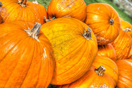 Pumpkins 排在 人类发展报告 高动态区域假期水果蔬菜感恩培育季节性季节壁球植物学橙子图片