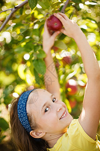 采摘苹果的女孩果园水果女性孩子们红色童年孩子晴天微笑食物图片