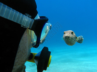 热带海底的浮游生物和花生鱼图片