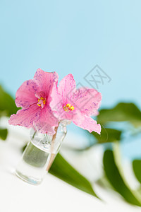 粉红花花中提琴热带花瓶工作室宏观紫色温泉树叶香气白色图片