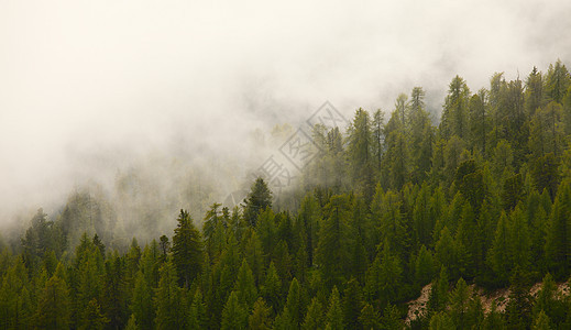 福吉森林风景环境松树土地薄雾树木情绪丘陵山脉天气图片