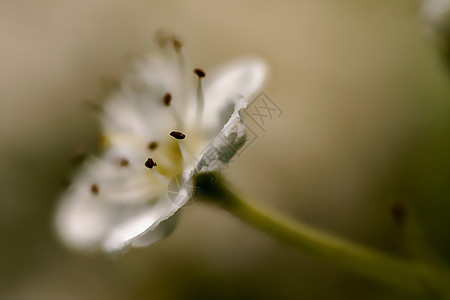 甲状腺素梅西皮尔斯细菌花瓣叶子阴影水仙花园榆叶丹参雌蕊诗篇荒野图片