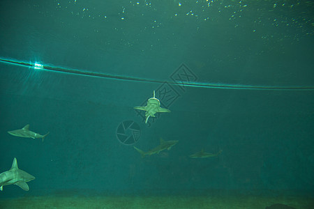 鲨鱼生活动物潜水游泳白色濒危牙齿捕食者海洋蓝色图片