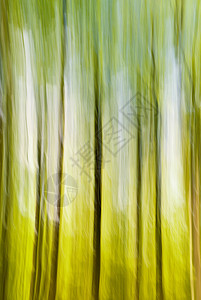 模糊树山毛榉木头天空踪迹树木足迹牧歌绿色远足森林图片