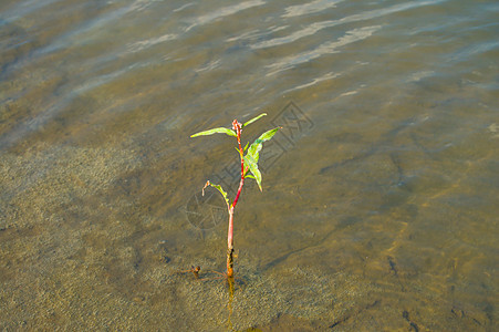 单生长花瓣生活绿色植物种子太阳植物群叶子雨水植物图片