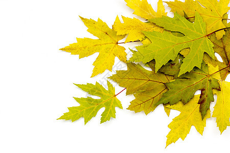 秋秋叶金子老化宏观静脉森林绿色花园树叶棕色季节图片