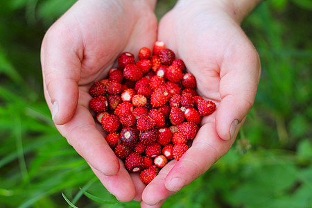野草莓掌握在手中白色森林食物叶子红色植物荒野浆果水果男人图片