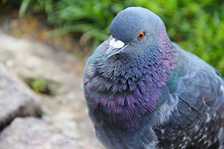 鸽子脚下野生动物站立动物照片城市宏观紫色荒野绿色翅膀图片