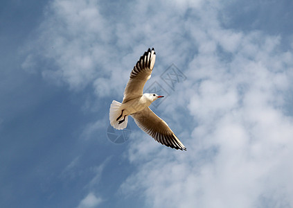 海鸥在天空中飞翔晴天眼睛女性传播航班翅膀太阳男性野生动物空气图片
