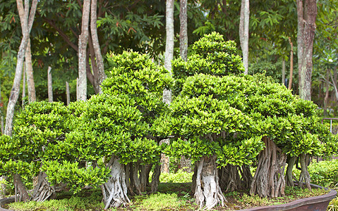邦赛树地球叶子木头枝条植物生活园艺爱好绿色自由图片