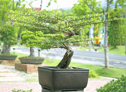 邦赛树绿色灌木生长叶子地球土壤白色生活园艺绿化图片