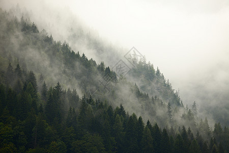 森林雾旅行环境情绪阴影针叶天气山脉风景场景树木图片