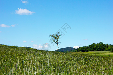 田野上单树一棵的古德风景图片