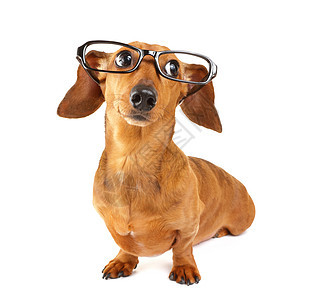 戴眼镜的达沙德狗小狗香肠学习黑色棕色世俗头发学生眼镜宠物图片
