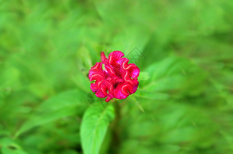 花朵多彩红色雌蕊花瓣大丽花花园园艺紫色花束植物萼片植物学图片