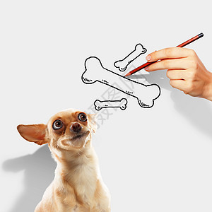 滑稽小狗狗铅笔头发朋友美丽头盔斑点哺乳动物犬类宠物项圈图片