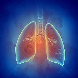 人类肺部示意图图示学习男性气管漫画教育生物科学冒号绘画支气管背景