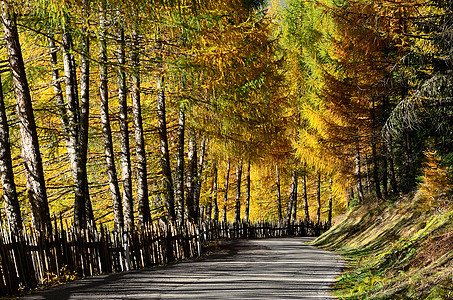 秋季公路街道树木季节树叶黄色旅行图片