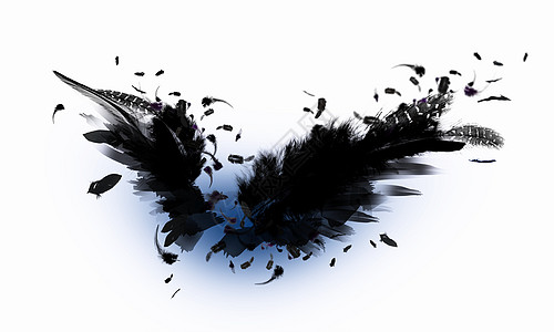 黑翅膀侵略天堂羽毛秃鹰航班标签动物飞行阴影乌鸦图片