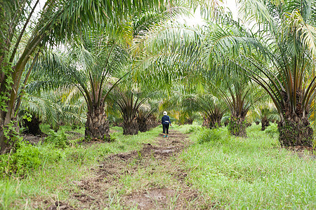 棕榈油种植园农场资源收成丛林财产植物群森林国家种子生产图片