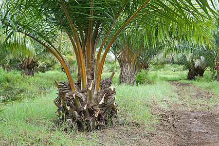 棕榈油种植园场景农业财产雨林种子烹饪资源收成森林国家图片