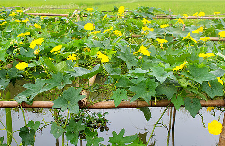 黄瓜花黄色收成蔬菜花园水果壁球榛子葫芦盐渍农业饮食图片