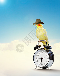 鹦鹉坐在闹钟上小时金刚鹦鹉跑表速度尾巴指针手表时间贴纸办公室图片