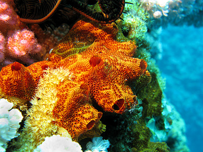 大海背景下热带海底珊瑚礁与海海绵娱乐蓝色运动水族馆海洋生物气泡浮潜冒险海景动物图片