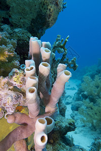 大海背景下热带海底珊瑚礁与海海绵动物海洋荒野潜水海上生活蓝色野生动物水族馆海洋生物盐水图片